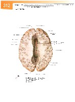 Sobotta Atlas of Human Anatomy  Head,Neck,Upper Limb Volume1 2006, page 319